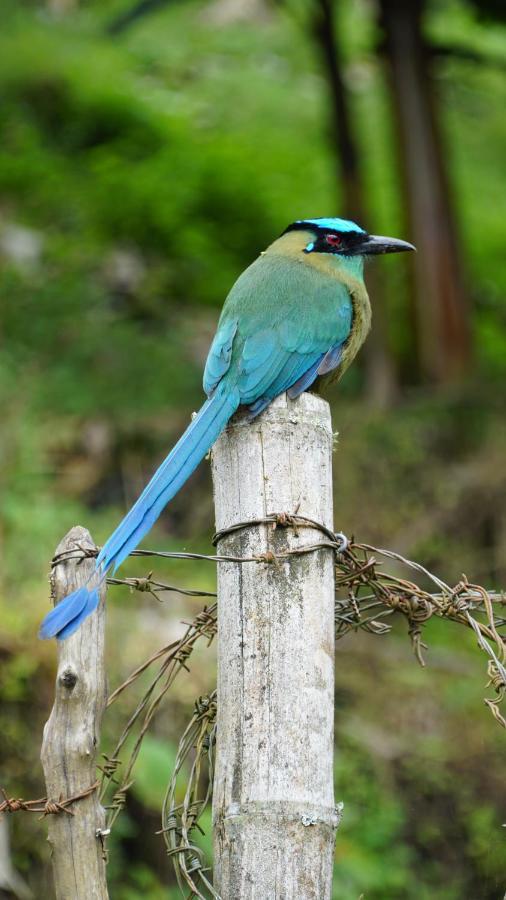 Creo Ecolodge Jardín Dış mekan fotoğraf