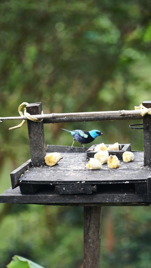 Creo Ecolodge Jardín Dış mekan fotoğraf
